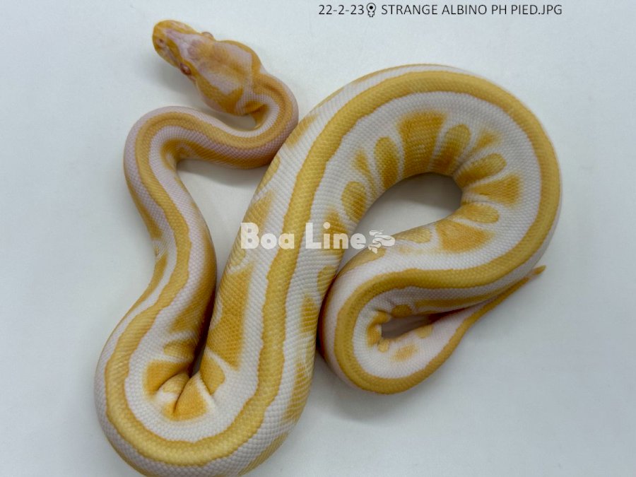 STRANGE ALBINO PH PIED